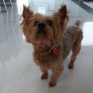 Meet your Posher, Penny